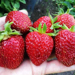 Саженцы садовой земляники (клубники) "МАГНУС" 4 шт