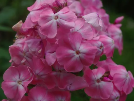 Флокс метельчатый Мадам Клико рассада ОКС