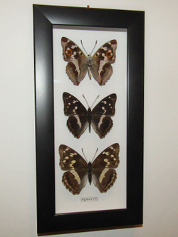 Бабочка Переливница Ирис Apatura iris в рамке