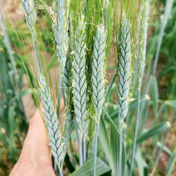 Пшеница Полбяная Маха - Triticum Macha