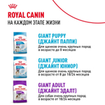 Royal Canin Giant Starter Корм для щенков гигантских пород до 2-х месяцев беременных и кормящих собак 15 кг