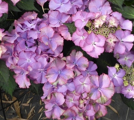 Тиффани Пурпл («Tiffany Purpl») С2 Европа весна 2026 г.