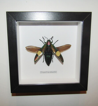Жук Златка Chrysochroa edwardsii в рамке
