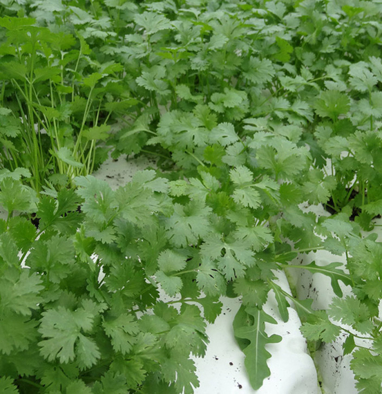 Арго семена кориандра (Гавриш)
