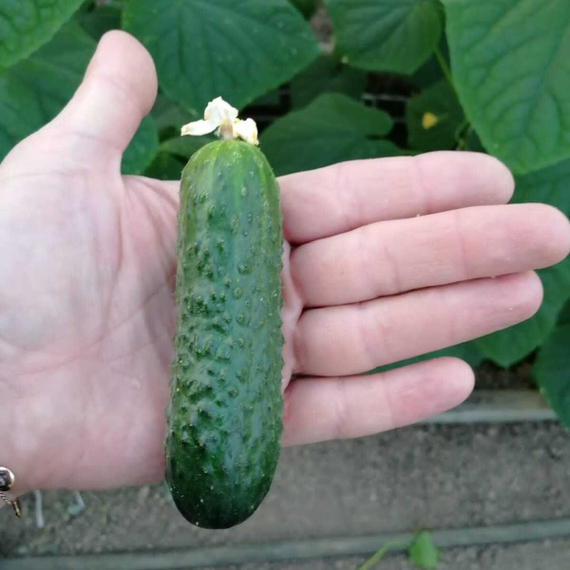 Монисия F1 семена огурца партенокарпического (Seminis / Семинис) продукт – фото 6