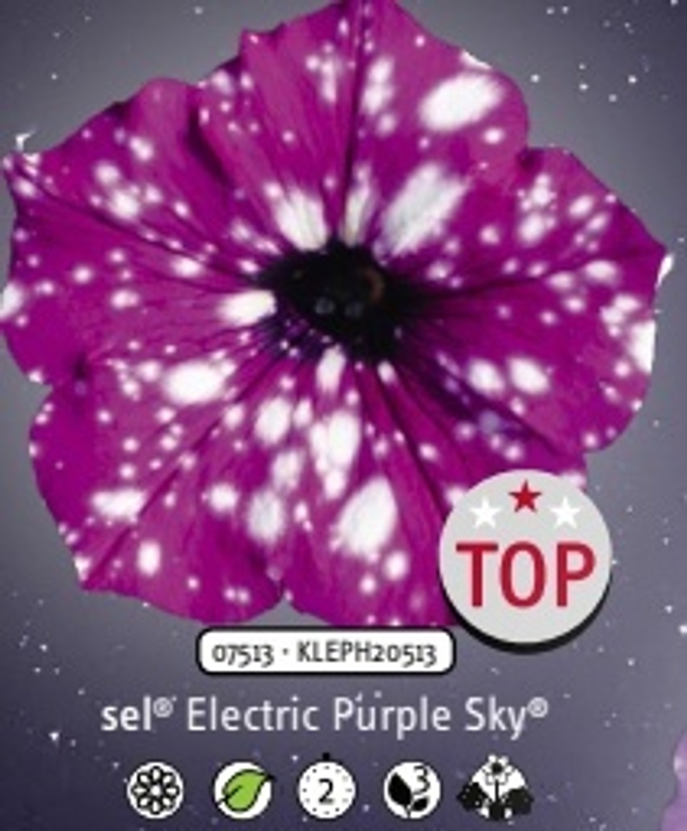 Петуния Electric Purple Sky ОКС укорененный черенок 1-10 марта