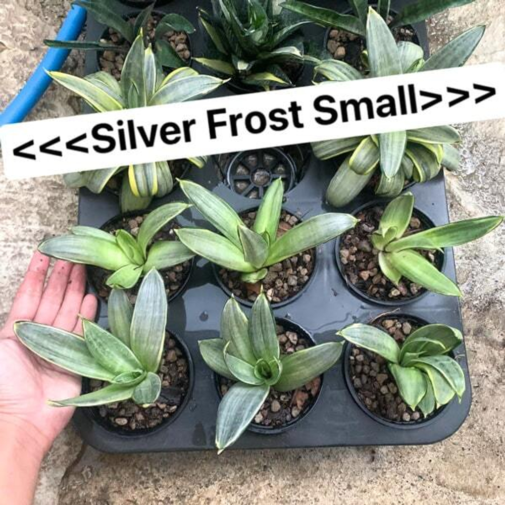 Сансевиерия HAHNII SILVER FROST small