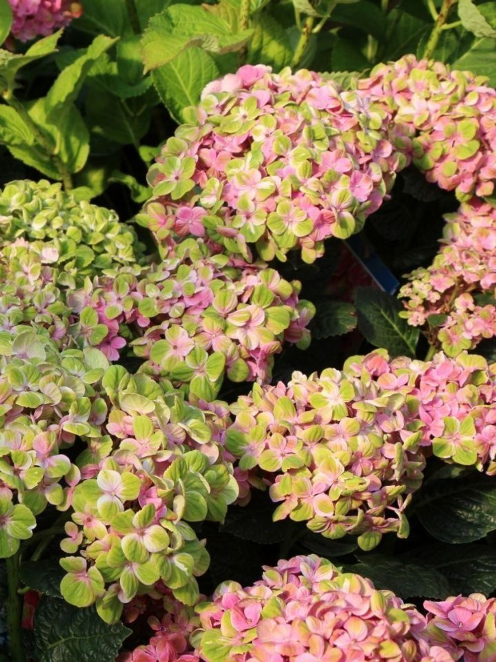 Magical Coral (Меджикал Корал ) С3 Европа