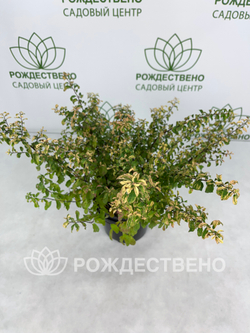 Спирея ниппонская Гелвес Рейнбоу