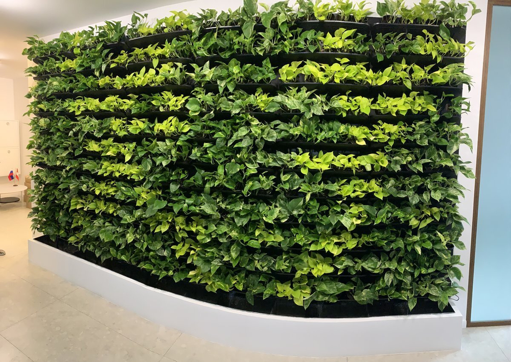 Вертикальное озеленение живыми растениями офисного пространства. В проекте использовалось оборудования "Hydro Bricks"