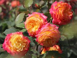 Гартенспасс (Gartenspass)