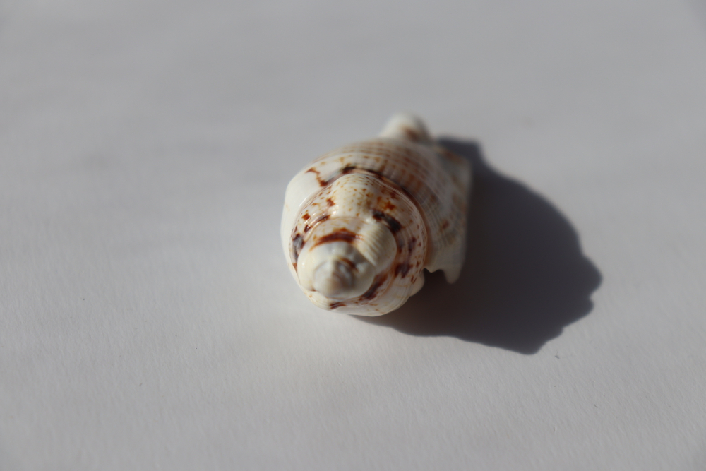 Ракушка Стромбус гиббосус (Gibberulus gibbosus)