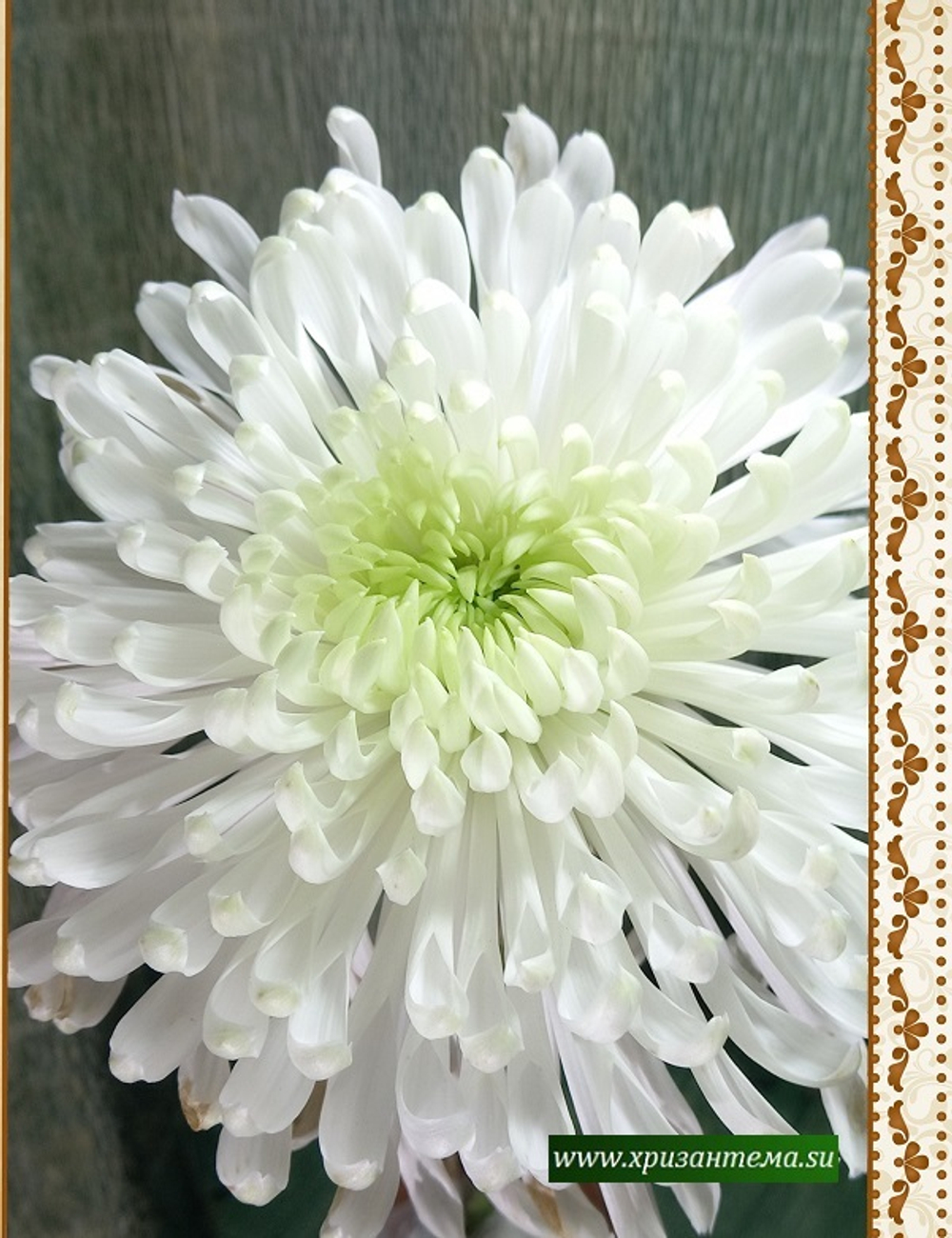 Одноголовая хризантема Фалькон ☘ о.36 (нет в наличии)