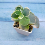 Graptopetalum Superbum (Граптопеталлум)