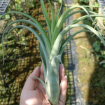 Тилландсия Twisted Tim (intermedia х capitata) R (T11)