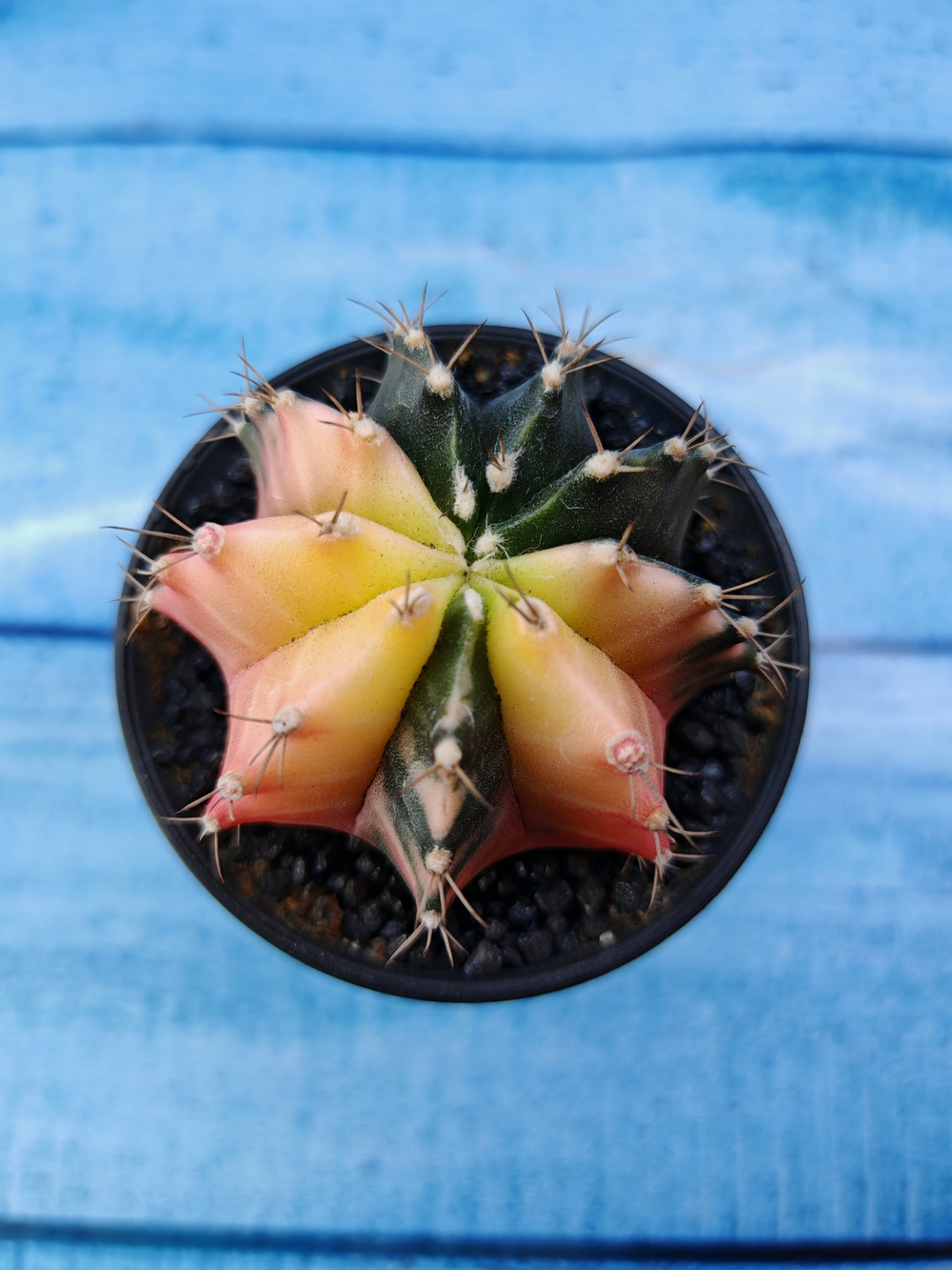 Gymnocalycium Variegata (Гимнокалициум Вариегатный)