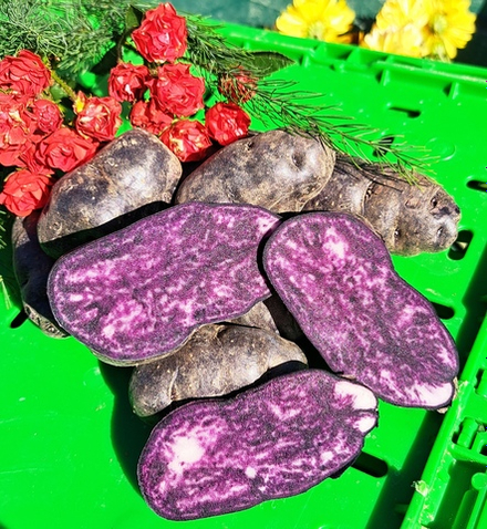 Дикий перуанский фиолетовый картофель. комплект из 10 клубней