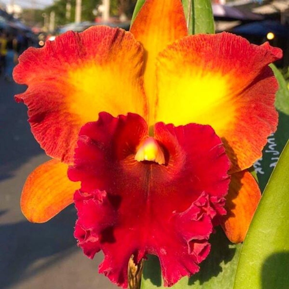 Орхидея ринхолелиокаттлея RLC. BANGKOK CITY