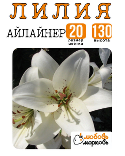 Лилия Луковица, Айлайнер, ЛА-гибрид, 1 шт