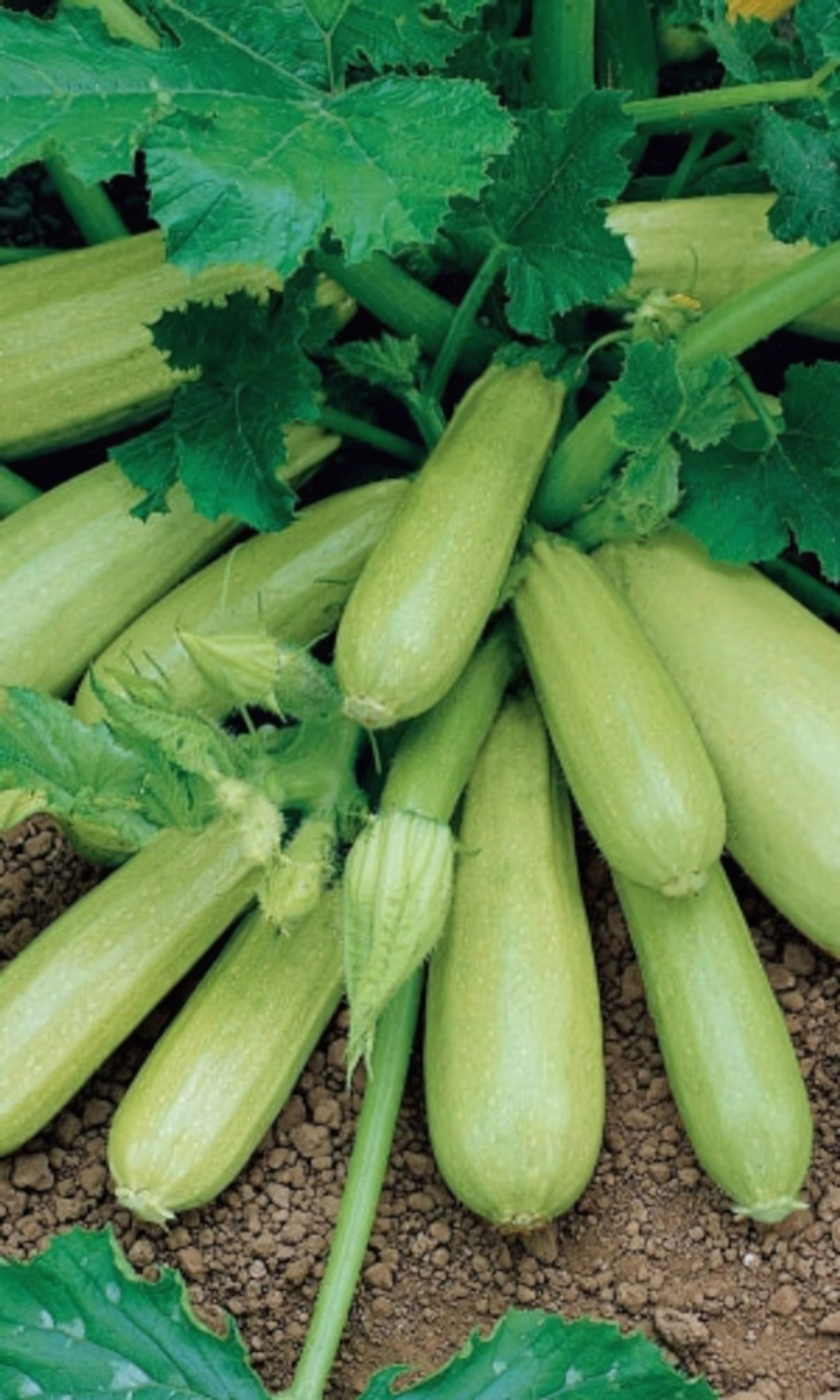 Семена Кабачок Корнишонный - цукини (УД) Е/П