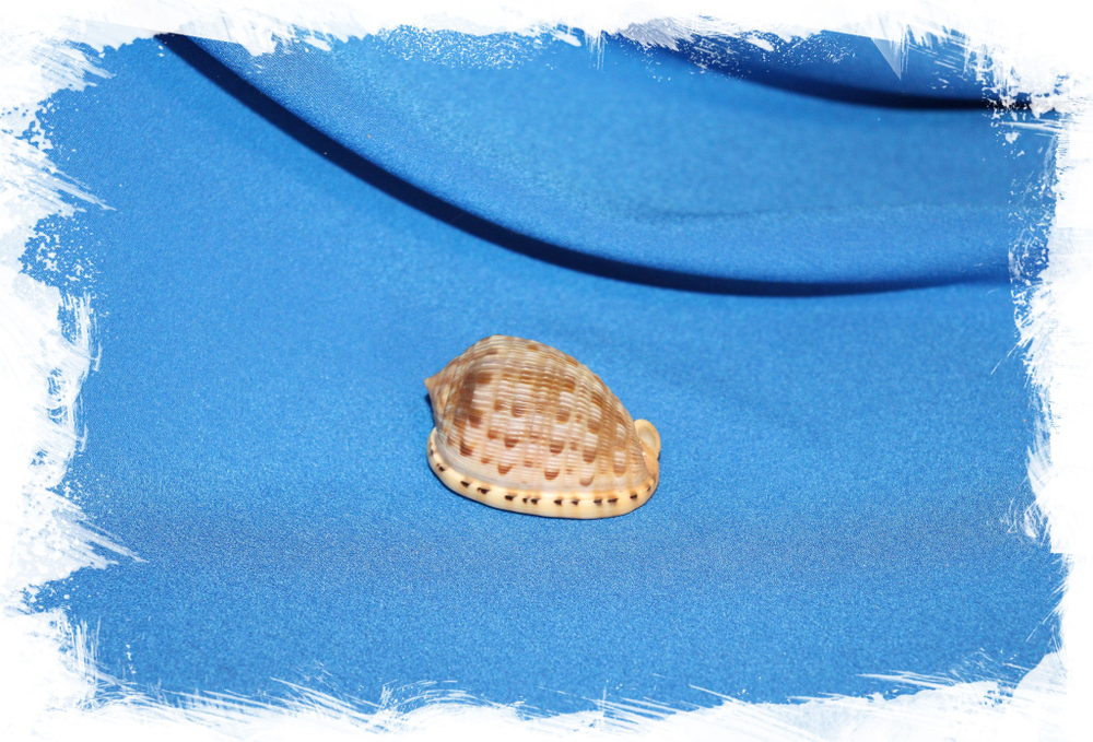 Ракушка Ципрекассис тестикулус (Cypraecassis testiculus) 3,2 см.