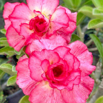 Адениум PINK O