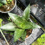 Сансевиерия SIAM GREEN