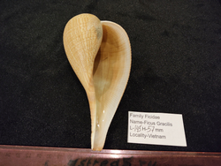 Фикус Грацилис