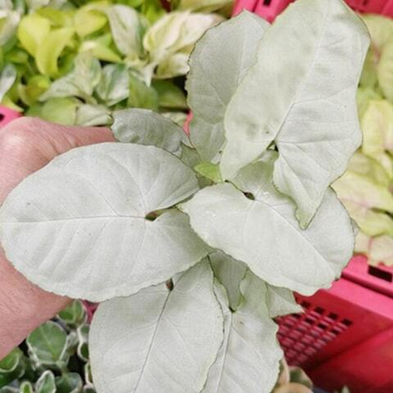 Сингониум (12) OM NGERN