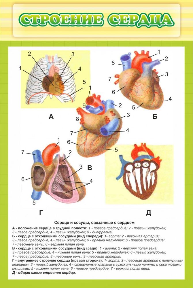 Стенд &quot;Строение сердца&quot;