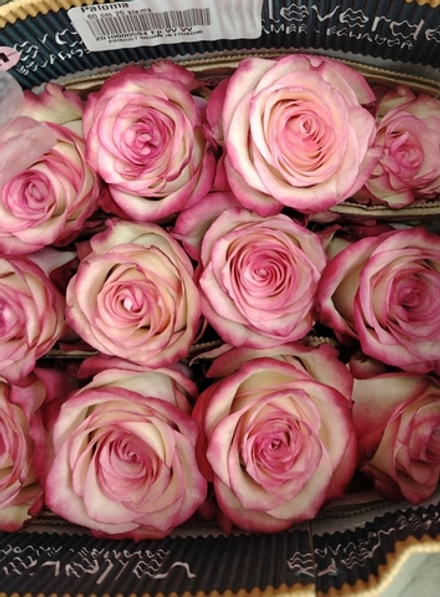 Коробка-сердце +25 роз Палома