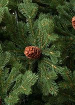 Ель с шишками «Чарующая» (Литая хвоя) от 1,8 м до 2,4 м