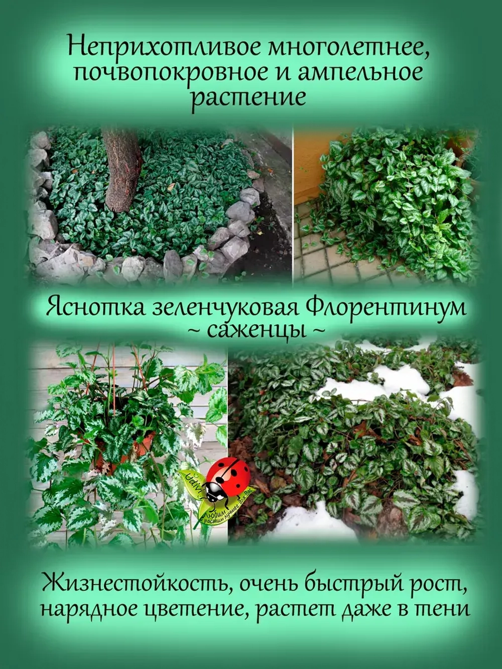 Яснотка зеленчуковая Флорентинум многолетняя