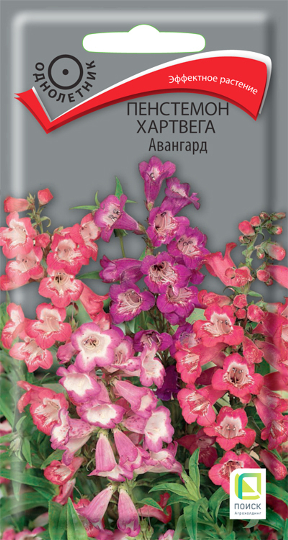 Пенстемон Хартвега Авангард
