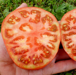 Помидоры Ранние Лабрадор