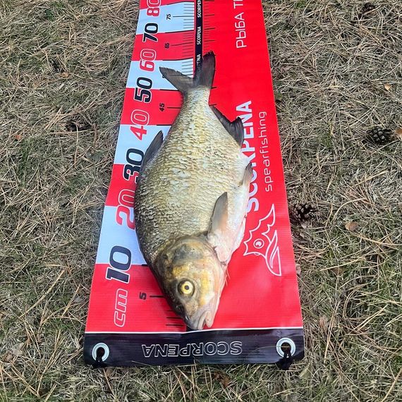 Линейка Scorpena для измерения улова