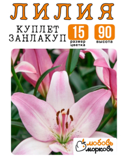 Лилия Луковица, Куплет Занлакуп, ЛА-гибрид, 1 шт