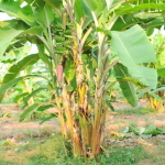 Банан Pisang Papan (27)