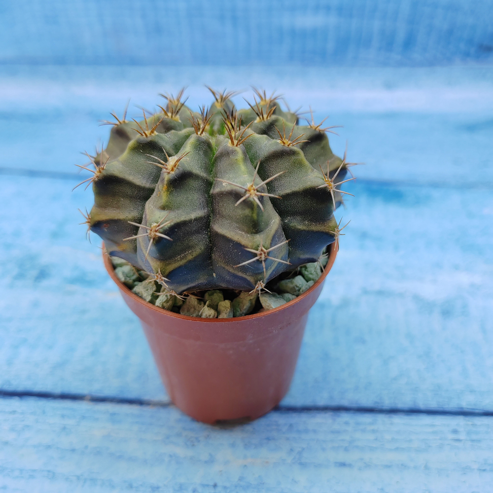 Gymnocalycium Friedrichii (Гимнокалициум)