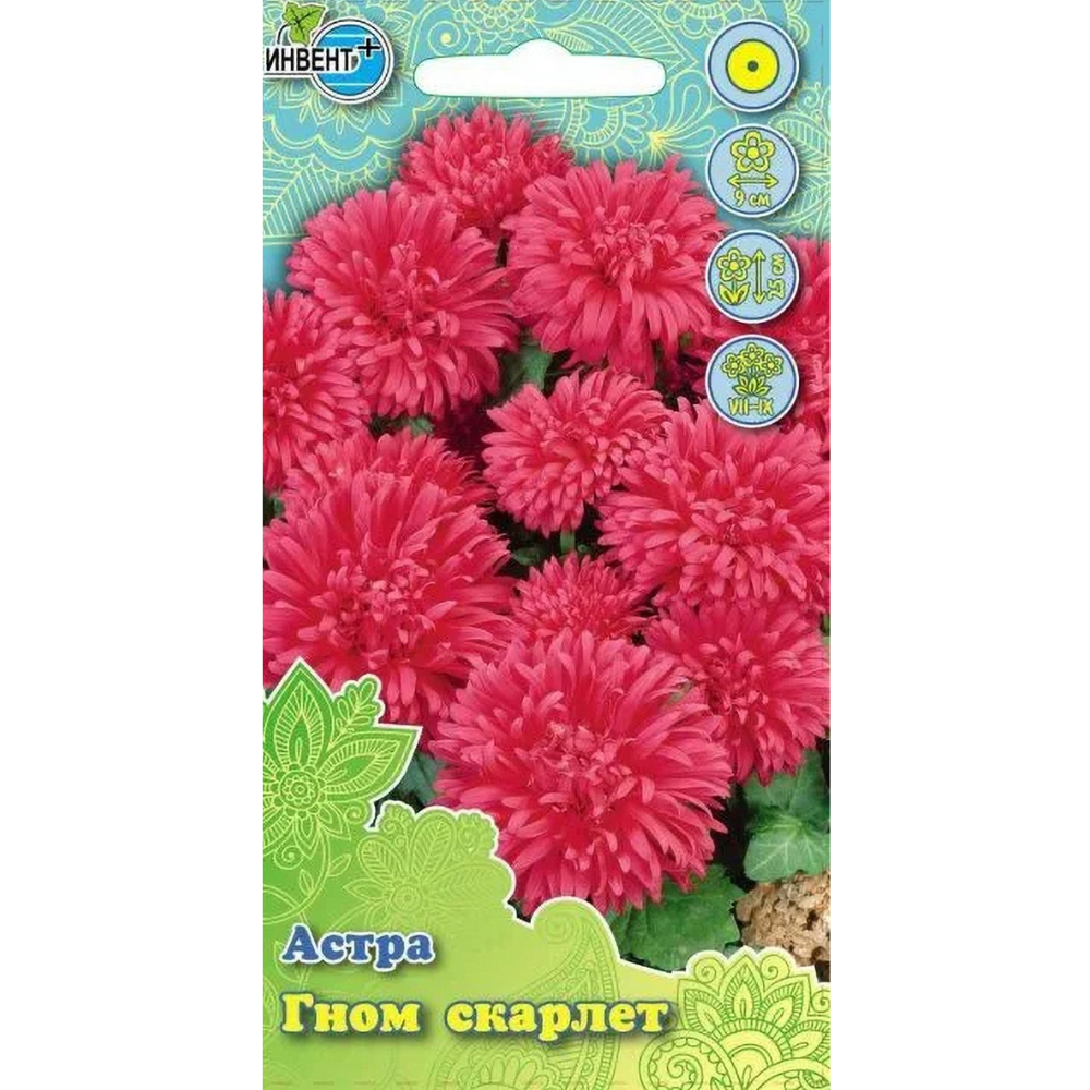 Астра Гном Скарлет Ивент +