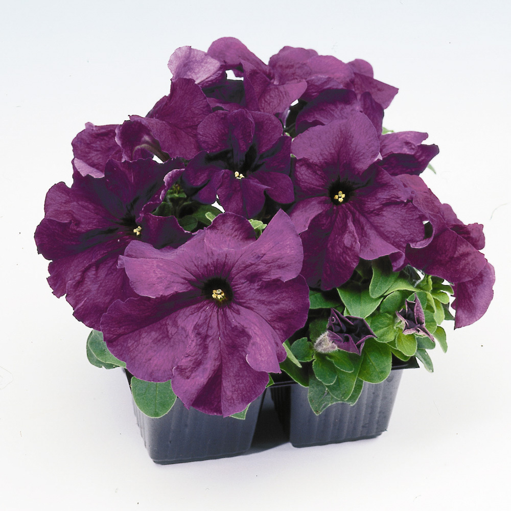 Петуния грандифлора Лимбо Джи Пи Дип Парпл (100др) Витагрин Профи