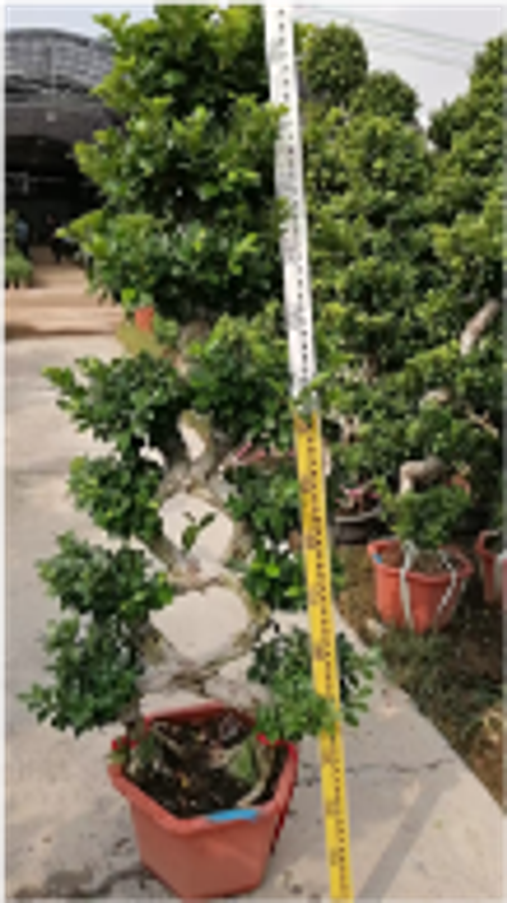 Large 8-character Ficus8字榕