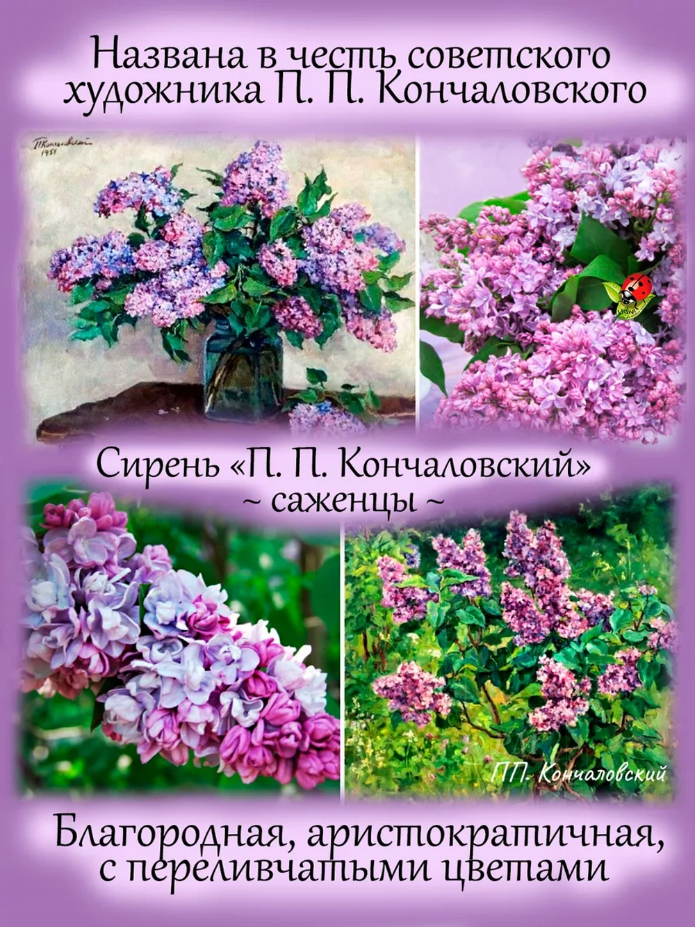 Сирень Кончаловский переливчатая махровая