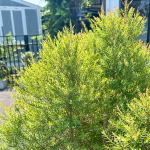 Можжевельник ароматный – Juniperus Sp. Som Hom