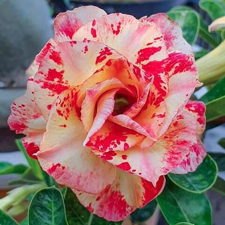 Адениум обесум 285 Phương Lam Mutation