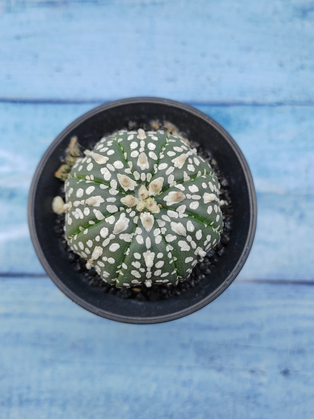 Astrophytum Asterias (Астрофитум)