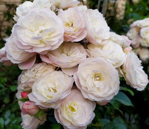 Роза мускусный гибрид (шраб) Букет Парфе