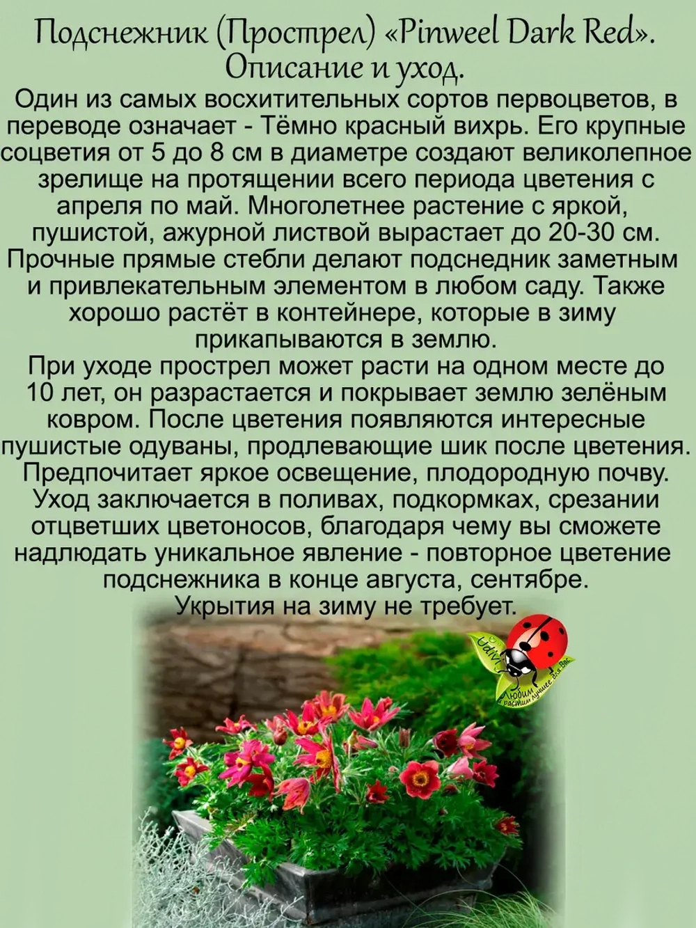 Подснежник Пинвил Дарк Ред Шейдес красный