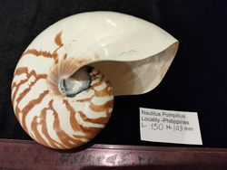 Наутилус Помпилиус "130-175мм"