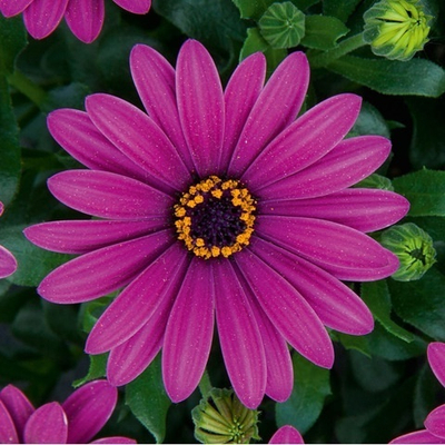 Ос4 Остеоспермум flowerpower purple '18